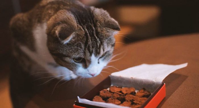 ¿Qué pasa si le das chocolate a un gato?