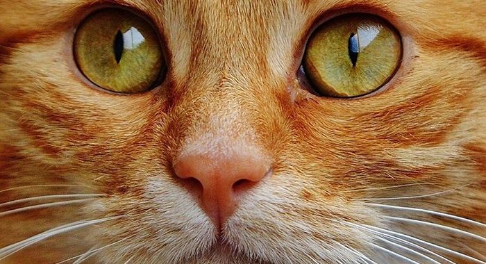 Qué pasa si miras a un gato a los ojos