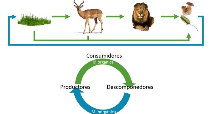 Cómo Funciona un Ecosistema